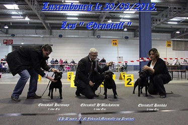 Edenstaff - CACIB Luxembourg le 30/03/2013...