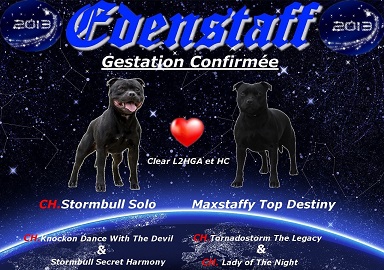 Edenstaff - Mariage CH.Stormbull solo & Maxstaffy Top Destiny...