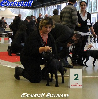 Edenstaff - Paris Dog Show 2013...