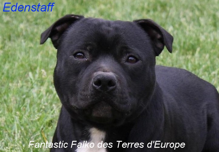 CH. Fantastic falko des Terres d'Europe