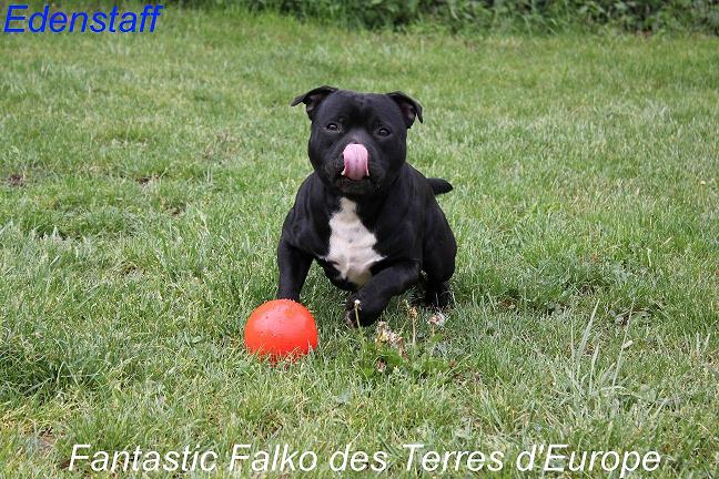 CH. Fantastic falko des Terres d'Europe