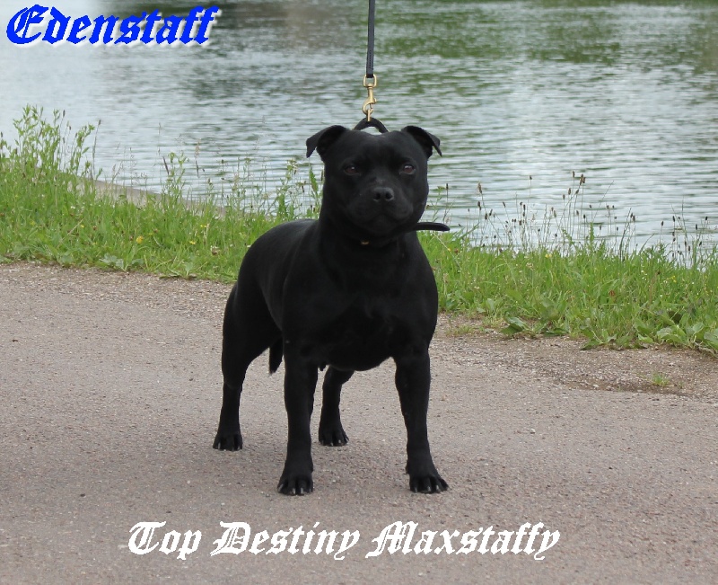 maxstaffy Top destiny