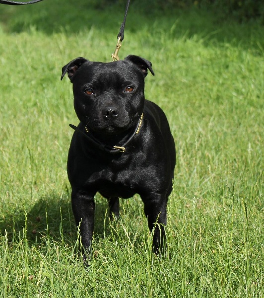 maxstaffy Top destiny