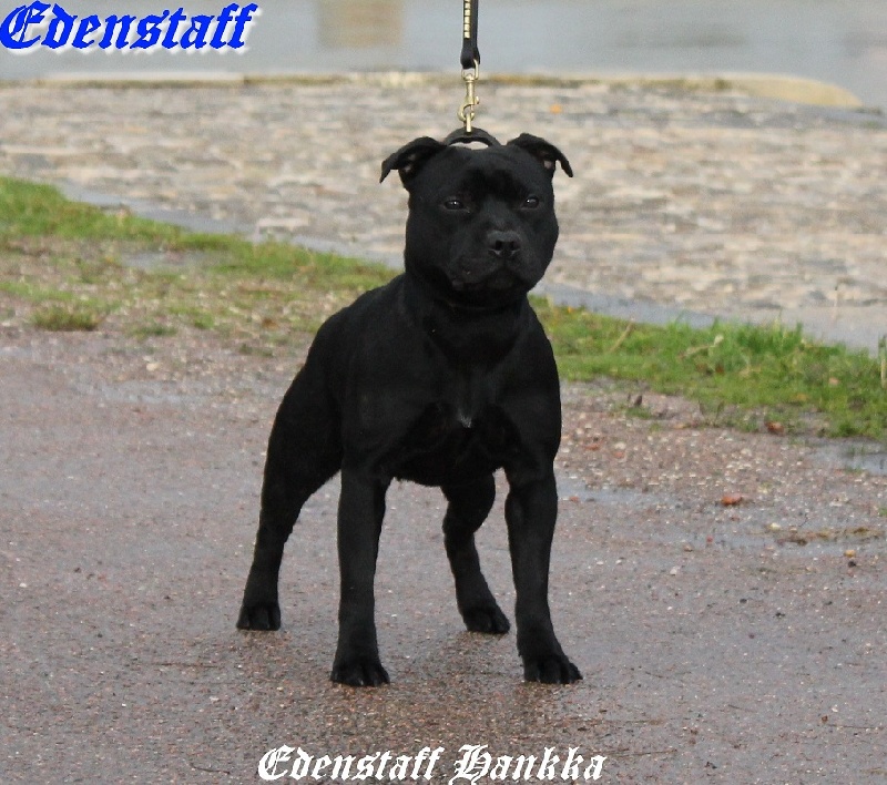 Edenstaff Hankka
