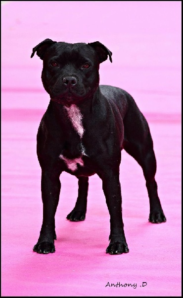 CH. Edenstaff I'm shere khan