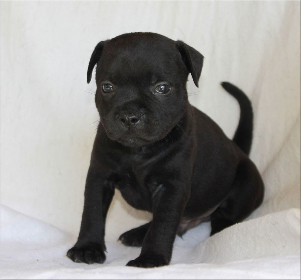 Edenstaff - Staffordshire Bull Terrier - Portée née le 28/06/2018